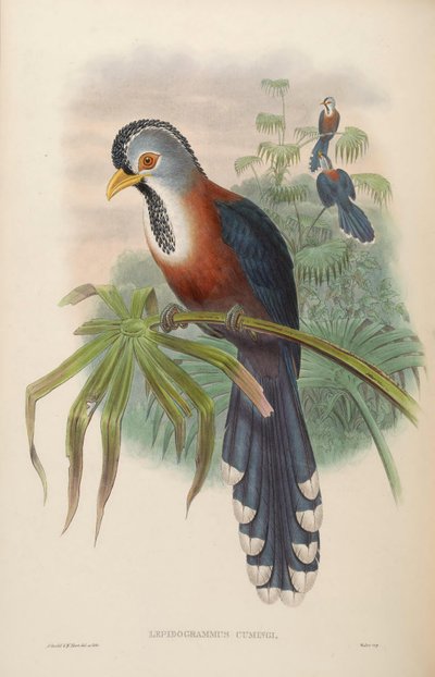 Lepidogrammus cumingi = Dasylophus cumingi da John Gould